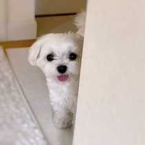 犬が外出を察して通せんぼするのはなぜ？　考えられる気持ちと行動の理由とは