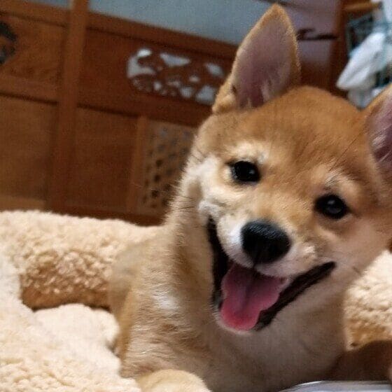 愛犬がニコッと笑った瞬間♪