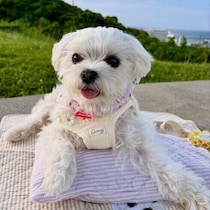 飼い主が気付きにくい「犬の不安サイン」とは？　愛犬の気持ちを見極めるポイント