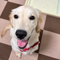 「活発で落ち着きがなかった」生後6カ月のゴールデン子犬→１才になり穏やかに過ごしながらも元気いっぱいなコに成長！飼い主さんを癒やす笑顔が魅力のコに！