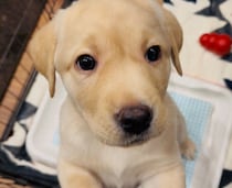 ボーダー・コリーたちの家に迎えられたラブラドールの子犬→生後8カ月の今、先住犬と走り回る元気なコに！