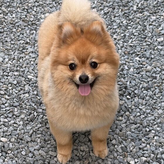 笑顔のポメラニアン