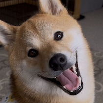 犬が感情を表に出さなくなるのはなぜ？　愛犬に配慮した接し方を獣医師が解説