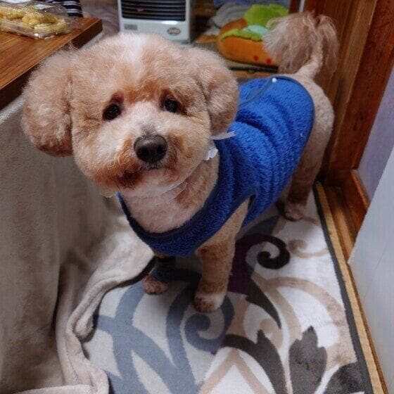 Mix(雑種)中型犬 フォルダに眠っていた画像