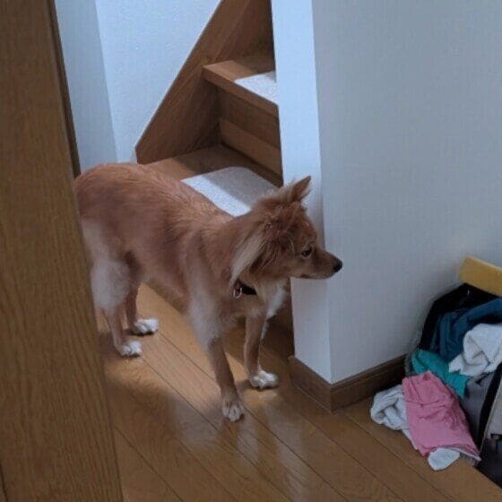 Mix(雑種)中型犬 お出迎え