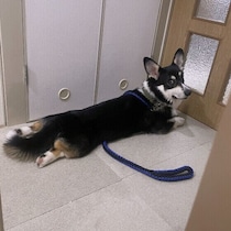 犬がドアの前で帰りを待っているのはなぜ？　行動に隠れた意味と留守番対策