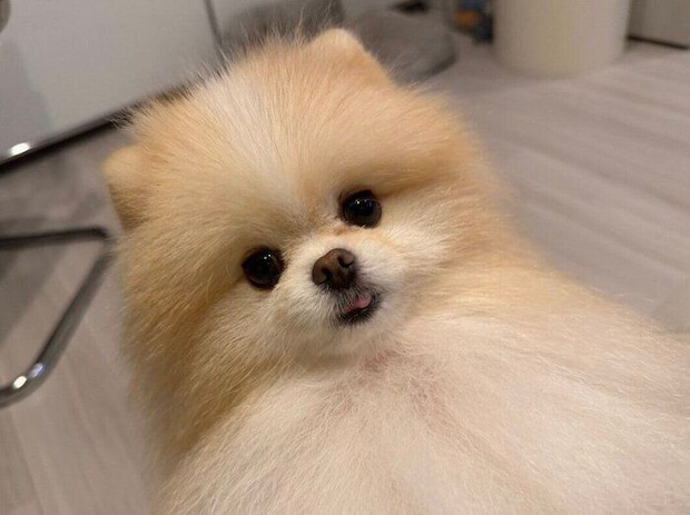 かわいい表情のルルちゃん