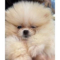 「あまりにも天使すぎた」生後2カ月のポメラニアン子犬→2才の今、“爆毛”なモフモフ姿に成長！