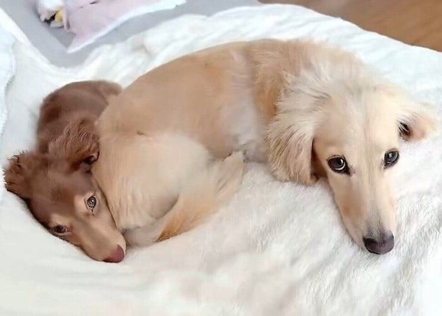 飼い主さんが投稿した動画のひとコマ 仲よく密着する愛犬たち