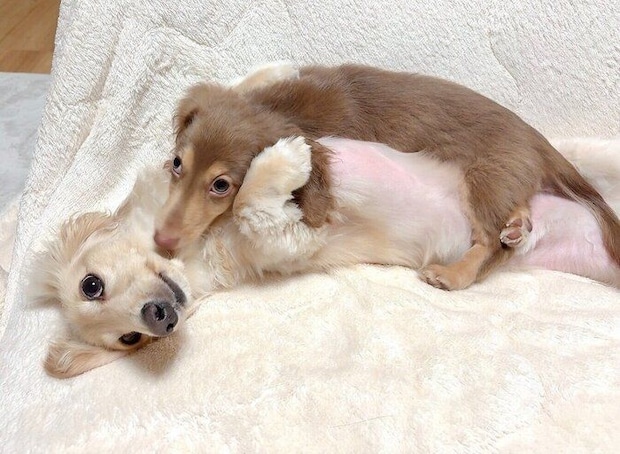 別の日の愛犬たちの様子 かわいすぎる