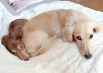 ダックス子犬が“お兄ちゃんのお尻を枕”にスヤスヤ　寄り添って眠る姿に「見ているだけで幸せ」の声