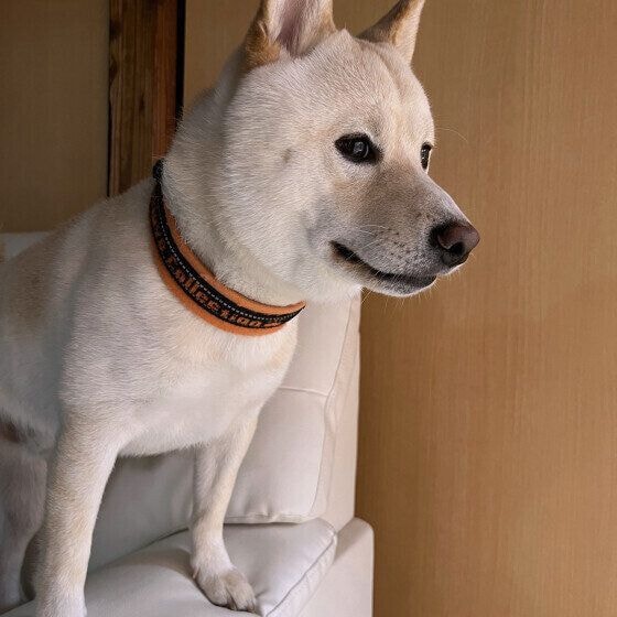 外を見つめる柴犬