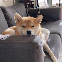 誤飲や中毒の危険も！リビングで犬の事故が起こりやすい場所と対策方法