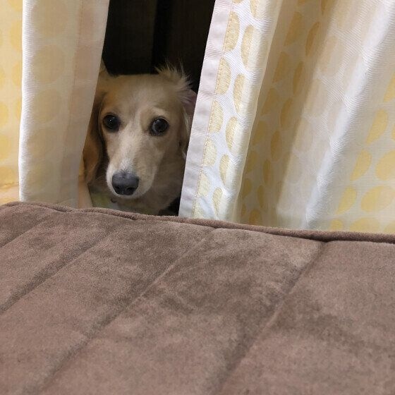 カニーンヘン・ダックスフンド うちのコあるある