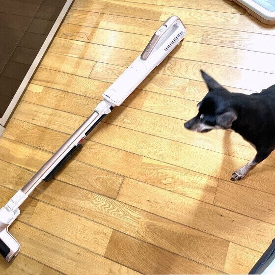 ミニチュア・ピンシャー 戦う気は満々