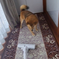 犬が掃除機を嫌がるのはなぜ？　考えられる理由と慣らし方を解説