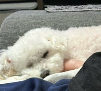 飼い主さんの腕枕で眠るビション・フリーゼ　くっついてくつろぐ甘えん坊な姿にほっこり