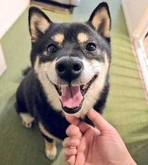 おやつを期待して満面の笑みを見せた柴犬→もらえないとわかると別犬級の“不満顔”に　表情のギャップにクスッ！