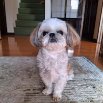 犬が飼い主を玄関や窓でお見送りをするのはなぜ？　行動に隠れた意味を獣医師が解説