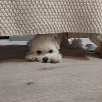 犬がどこかに隠れるのはなぜ？　行動の理由を獣医師が解説