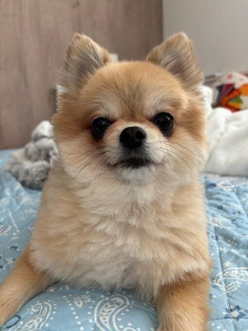 カメラ目線の犬