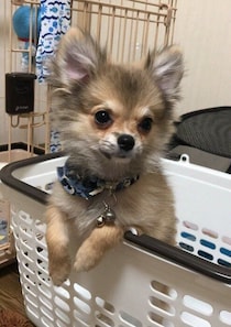 「あんなにちっちゃくてスリムだった」生後4カ月の子犬→5才になり、“まんまるボディ”が愛らしいコに！