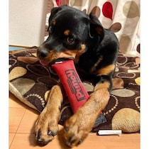 お迎え初日から元気いっぱいだったロットワイラーの子犬→1才の現在、見た目も行動面も大きく成長！