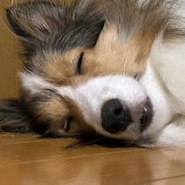愛犬の睡眠が浅く感じる？ 犬をぐっすり眠らせる方法とは