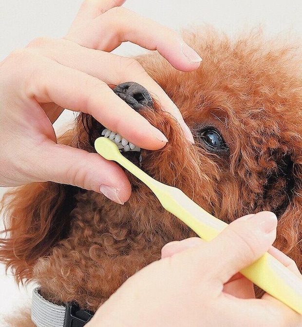 上下の切歯のみがき方