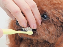 愛犬の歯周病予防に！　スムーズにできる歯みがきの手順とは