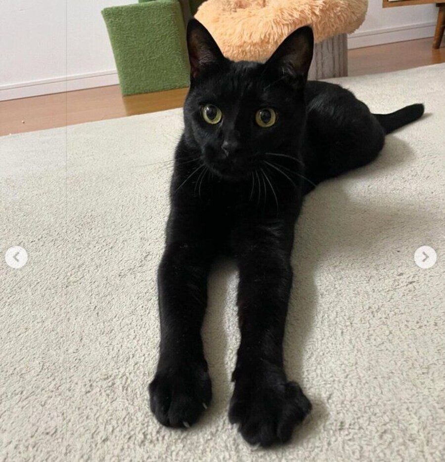 まったりするはなびくん