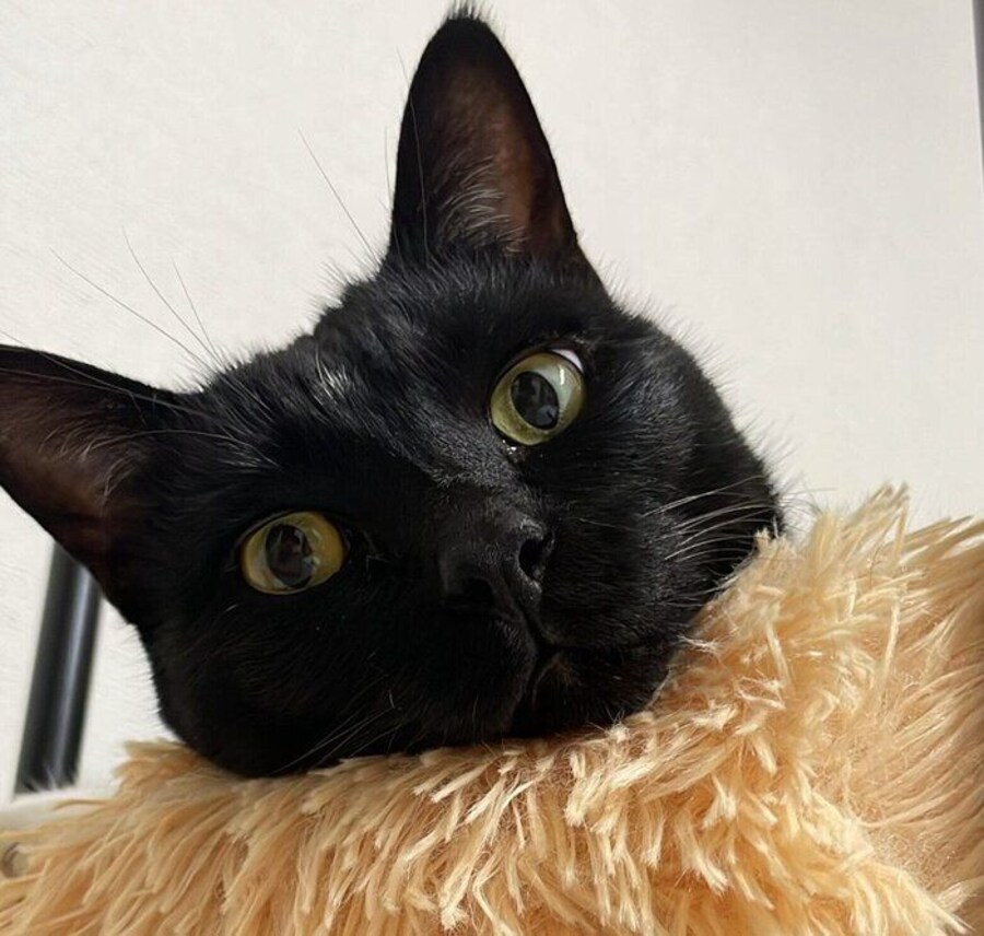 まったりするはなびくん