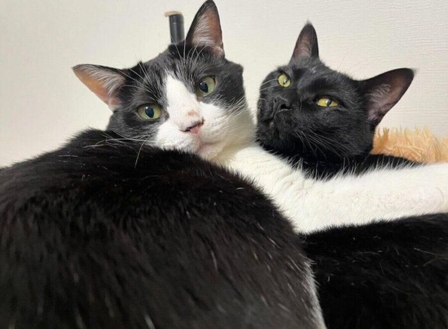 くっつくはなびくん、虎徹くん