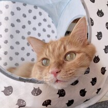 7割の猫が呼びかけに“鳴き声で返事”!? 　飼い主さんへの反応の理由と対応方法を獣医師が解説