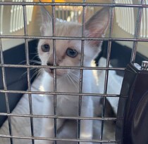 生後2日で母猫と離れた“ぴえん顔”の保護子猫　4年後の幸せそうな姿に14万いいね！