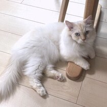 愛猫から視線を感じたエピソードを紹介！理由を獣医師に伺います