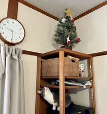 「一瞬でこうなりました」キラキラするクリスマスツリーを倒してしまう猫の気持ちを獣医師が解説