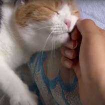 嫌なことをすべて忘れるかわいさ　就寝前の三毛猫が飼い主さんに甘えまくる