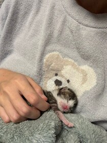 「炎天下の草むらに捨てられていた」生まれたばかりの子猫を保護→1年後、表情豊かで元気いっぱいの“お転婆娘”に成長した姿にグッとくる！