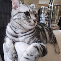 愛猫は“変な場所”で寝たりくつろいだりする？　獣医師の解説つき