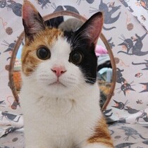 鼻くそを綿棒で取るのは大丈夫？　猫の鼻くそに関する素朴な疑問5つ