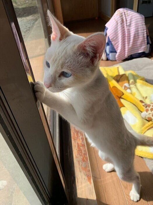 白っぽかった毛色から、やさしいベージュ色へ。