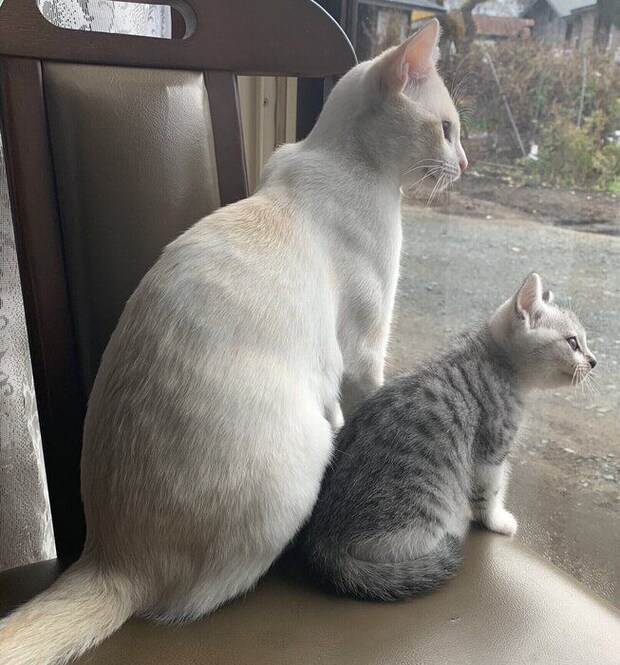 率先してびすけくんのお世話をするかやちゃん。