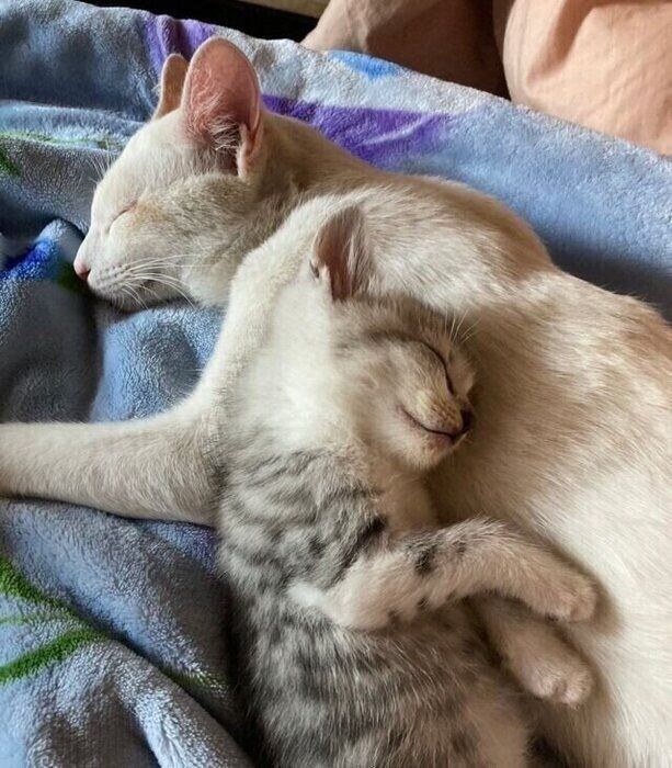 (写真上から)かやちゃん、後輩猫・びすけくん。