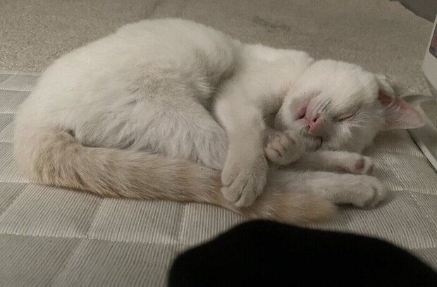 保護して間もないころのかやちゃん。