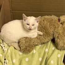 母猫を失い、ひとり残された生後約3カ月の子猫を保護　2才の今、飼い主と仲間を癒す“愛情深いお姉さん猫”に