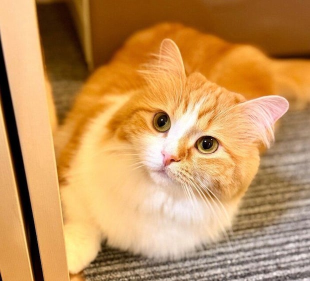 「猫じゃらし振って」とおねだりする、こばんちゃん。