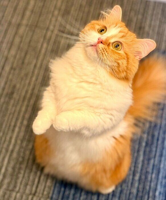 2本足で立つこばんちゃん。