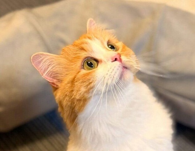 じっと見上げるこばんちゃん。