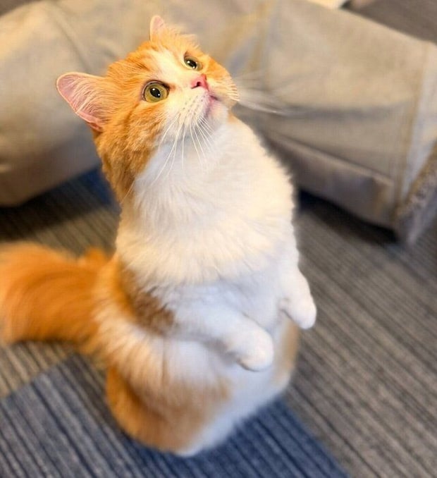 おもちゃをじっと見つめるこばんちゃん。